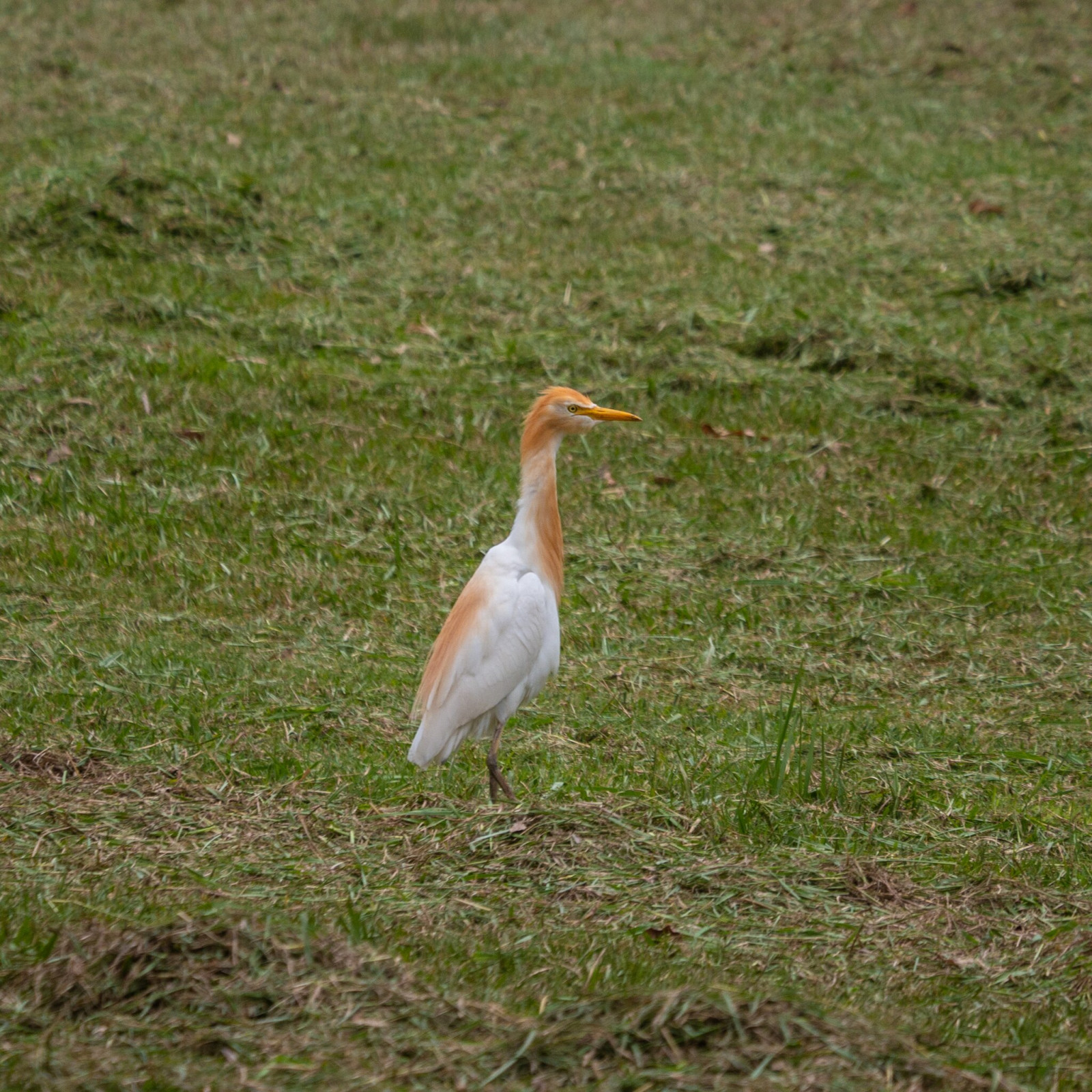 image Eastern Cattle-Egret